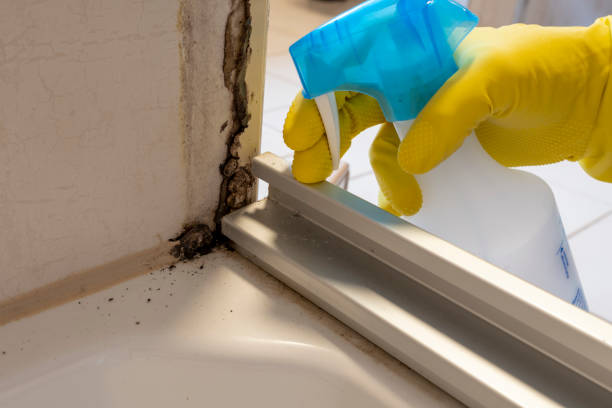 Best Residential Mold Removal  in Independence, MN