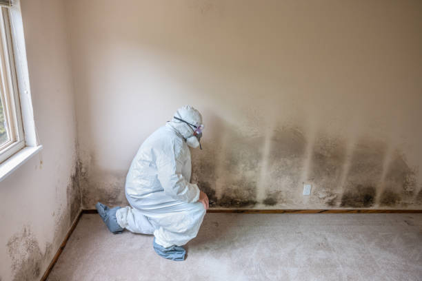 Crawl Space Mold Removal in Independence, MN