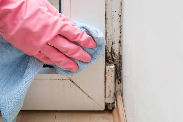 Professional Mold Removal in Independence, MN
